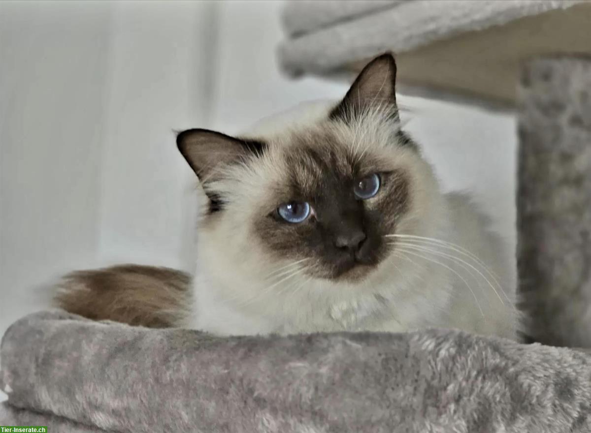 Bild 2: Junger Heilige Birma Kater Seal Point