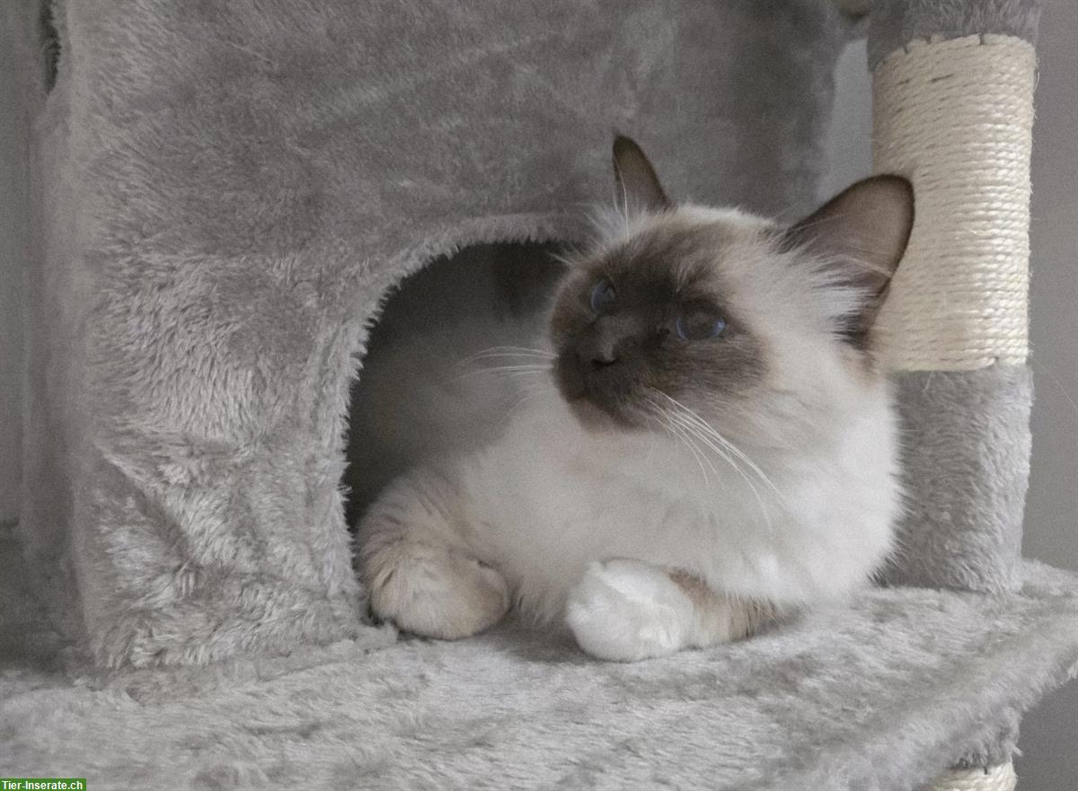 Bild 3: Junger Heilige Birma Kater Seal Point