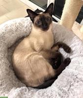 Seal point Siam Katze Osaka von den Thangels