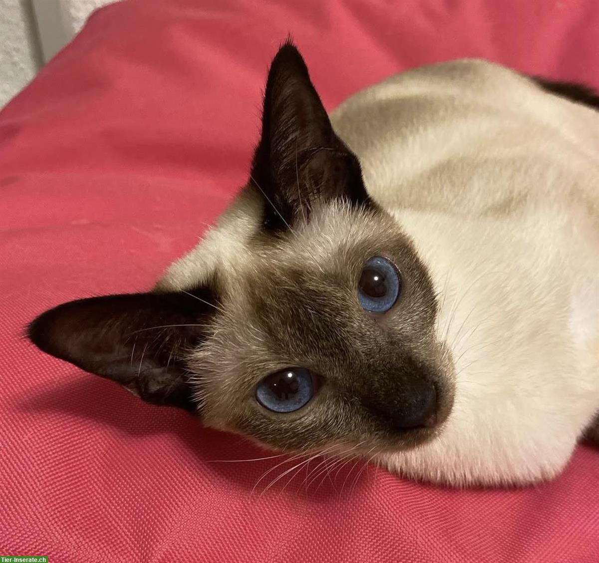 Bild 3: Seal point Siam Katze Osaka von den Thangels