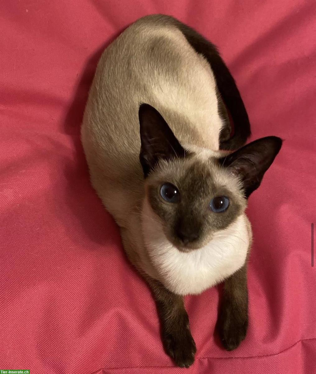 Bild 4: Seal point Siam Katze Osaka von den Thangels