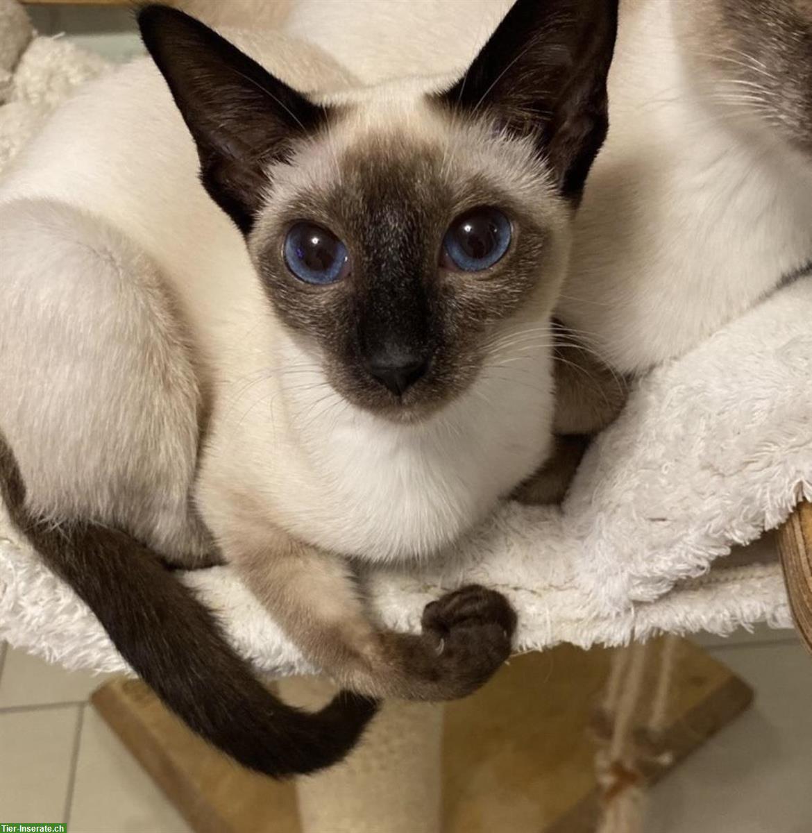 Bild 5: Seal point Siam Katze Osaka von den Thangels