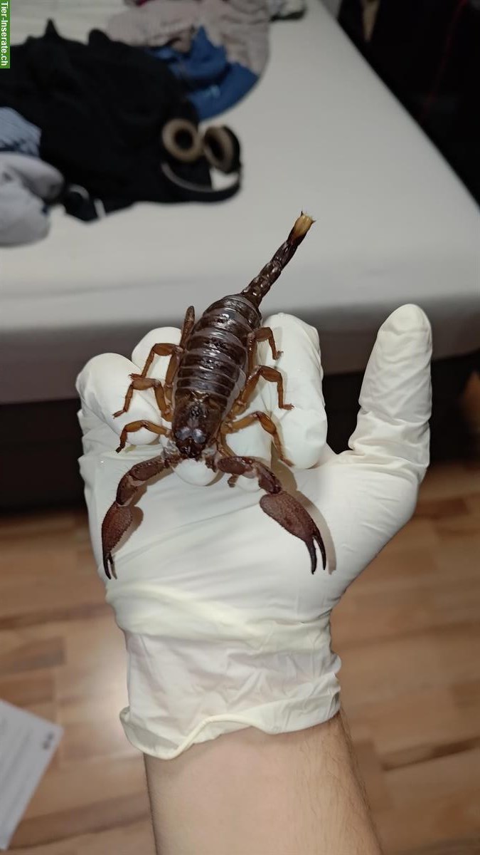 Bild 2: Gigantometrus swammerdami Skorpion