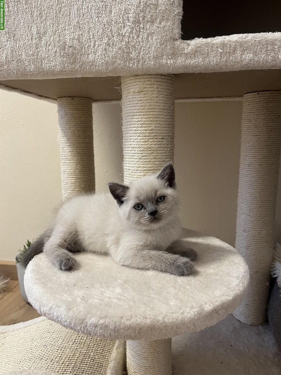 BKH Kitten suchen neues Zuhause