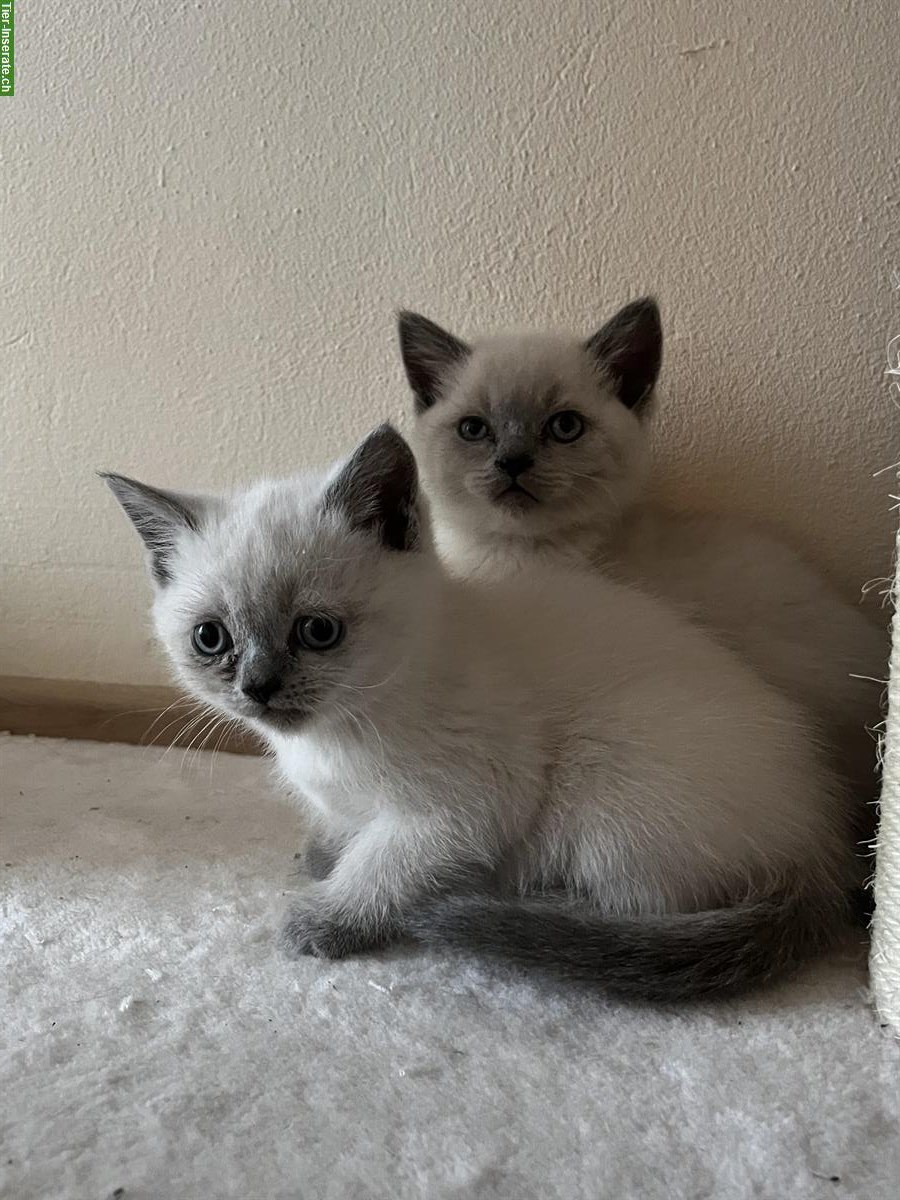 Bild 2: BKH Kitten suchen neues Zuhause