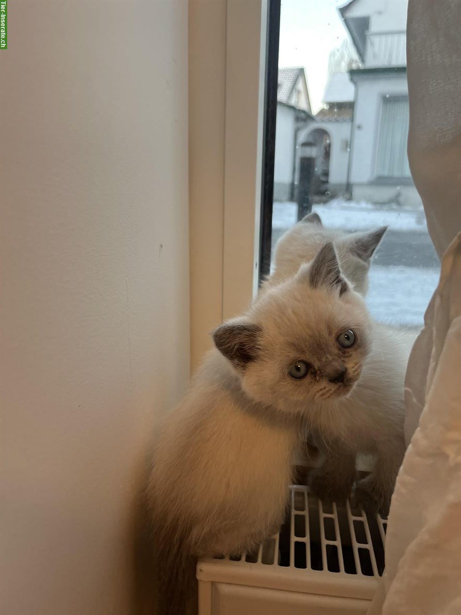 Bild 3: BKH Kitten suchen neues Zuhause