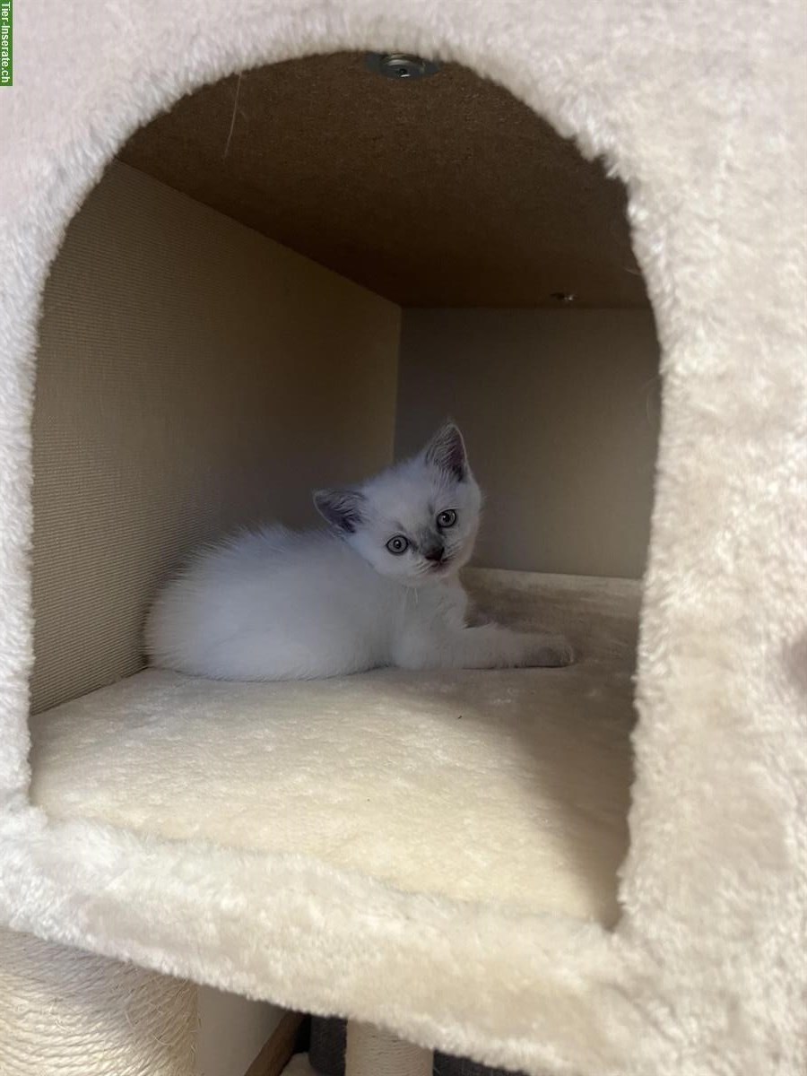 Bild 4: BKH Kitten suchen neues Zuhause