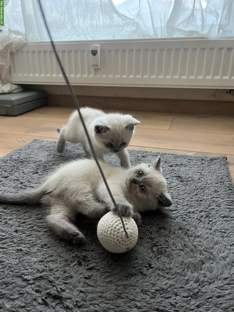 Bild 5: BKH Kitten suchen neues Zuhause