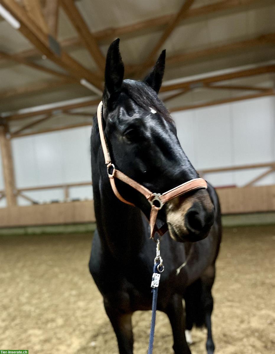 Bild 3: Wunderschöne Stute, 6-jährig, nach Cornet de Semilly