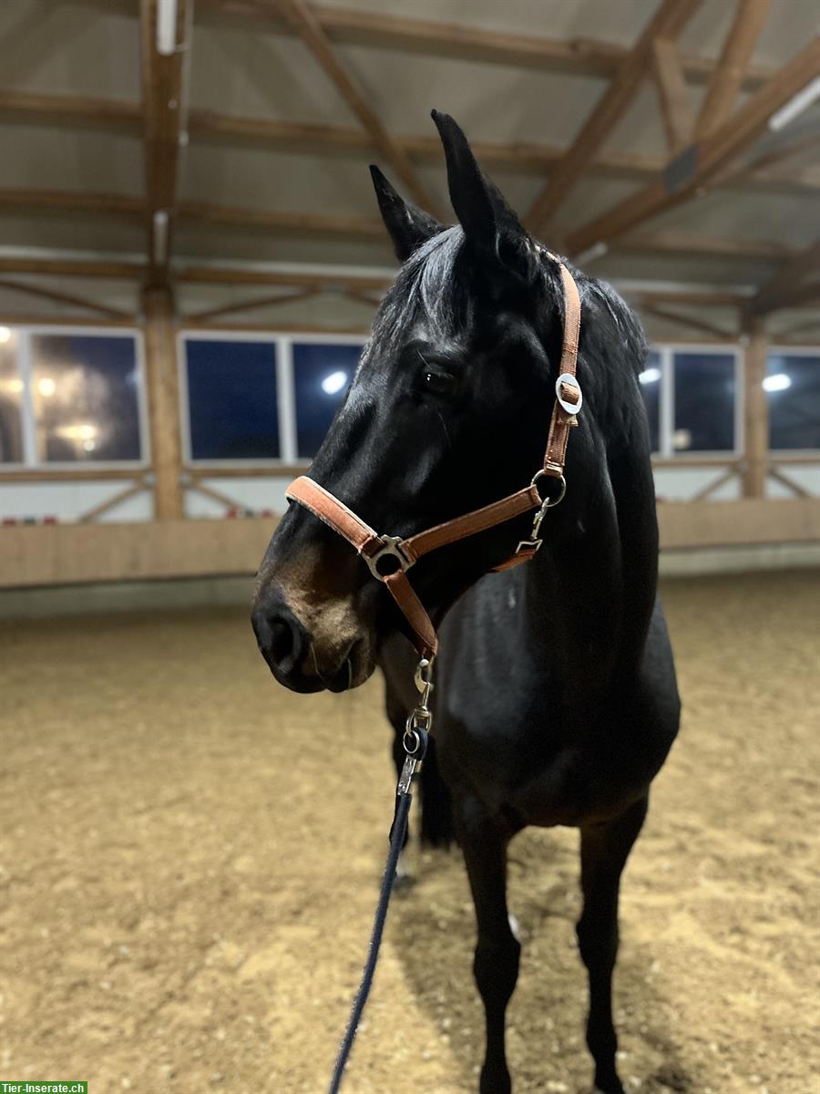 Bild 4: Wunderschöne Stute, 6-jährig, nach Cornet de Semilly