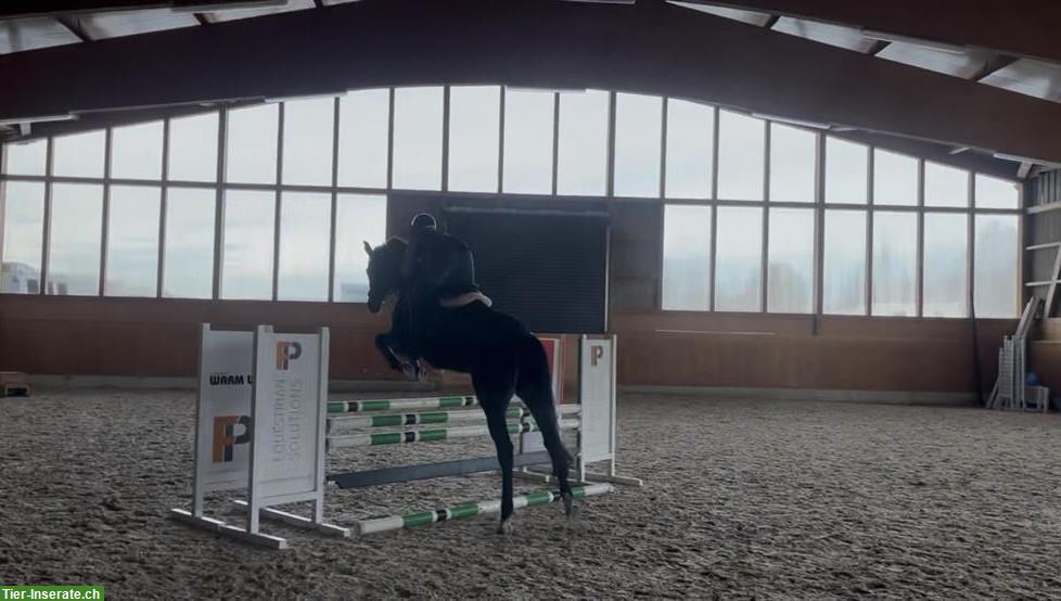 Bild 5: Wunderschöne Stute, 6-jährig, nach Cornet de Semilly