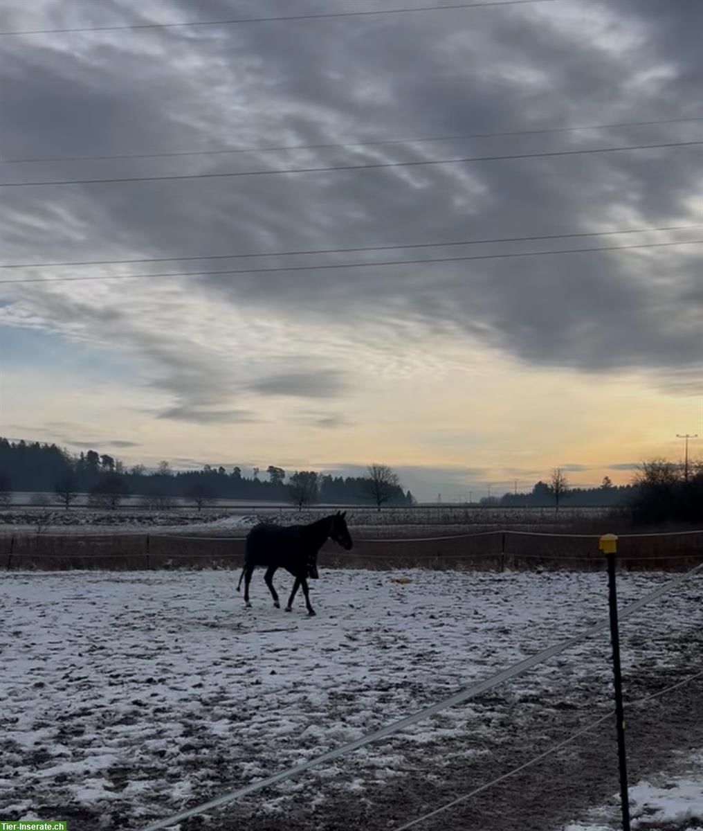 Bild 7: Wunderschöne Stute, 6-jährig, nach Cornet de Semilly