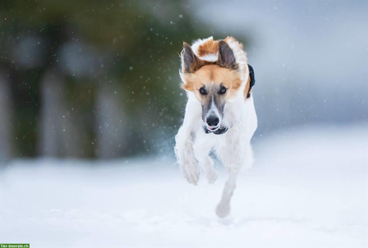 Winter Hunde-Fotoshooting "DOGS IN MOTION"