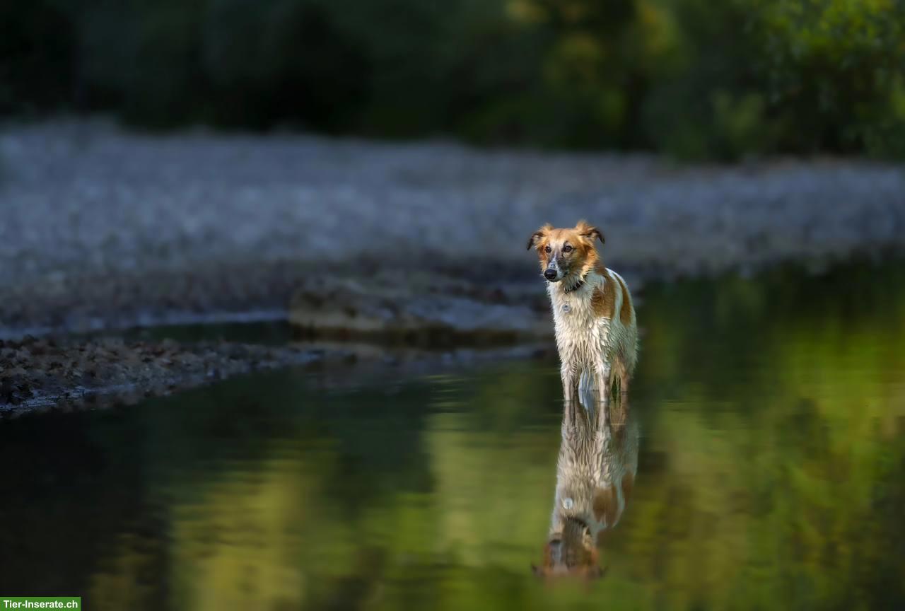 Bild 2: Wasser Fotoshooting "DOGS IN MOTION"