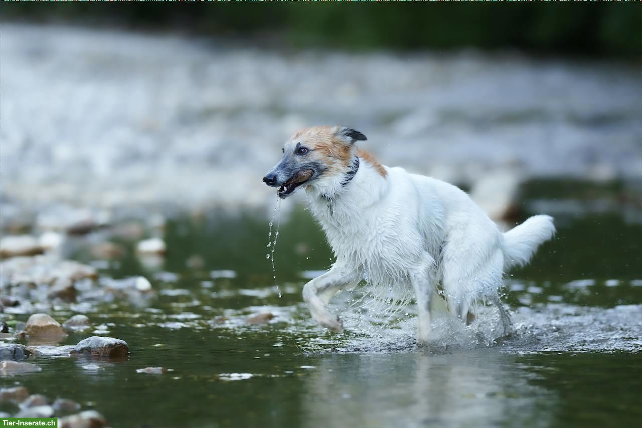 Bild 3: Wasser Fotoshooting "DOGS IN MOTION"