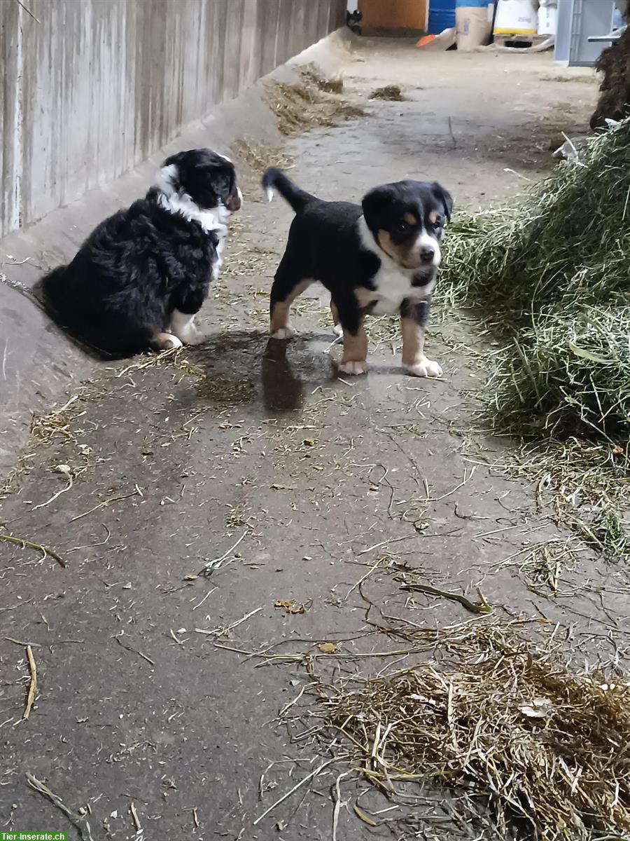 Bild 2: Appenzeller x Border Collie Mix Welpe