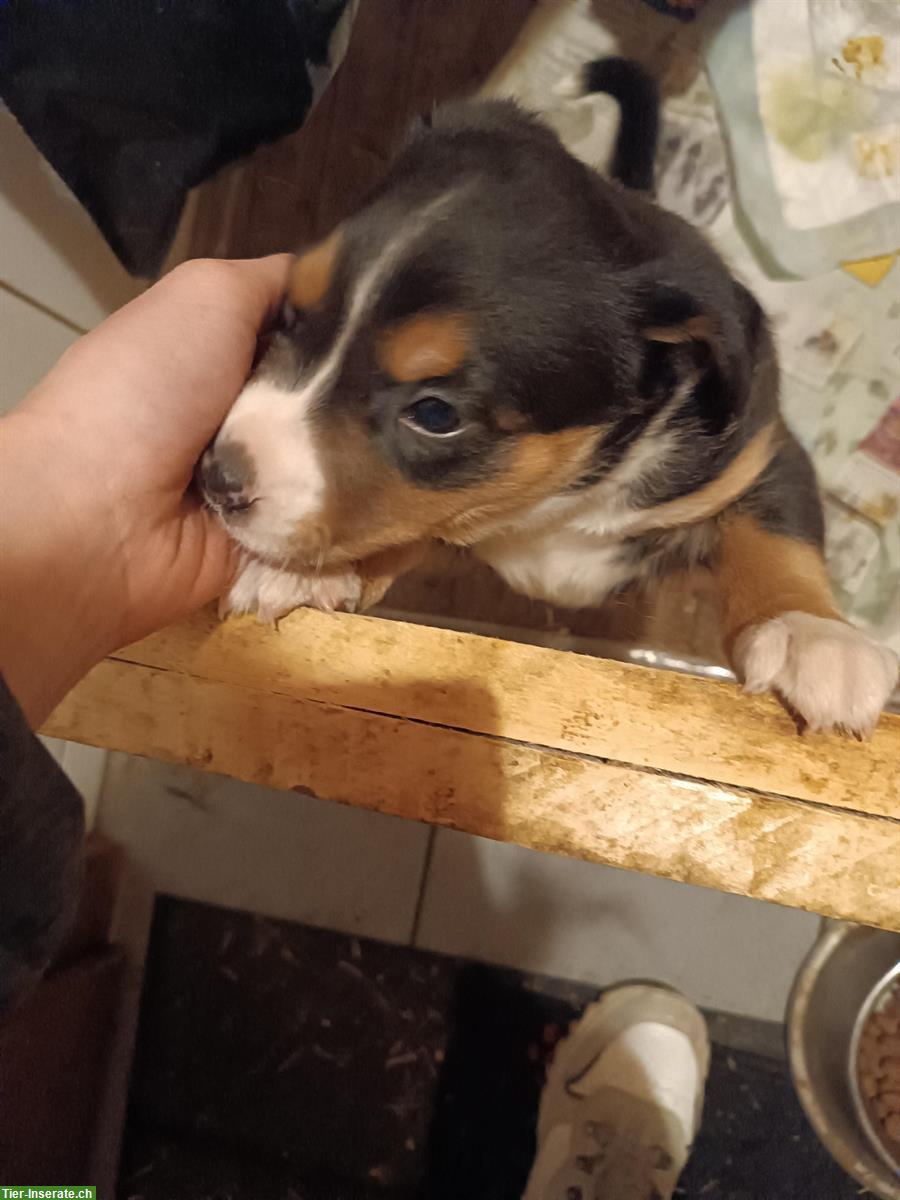 Bild 3: Appenzeller x Border Collie Mix Welpe