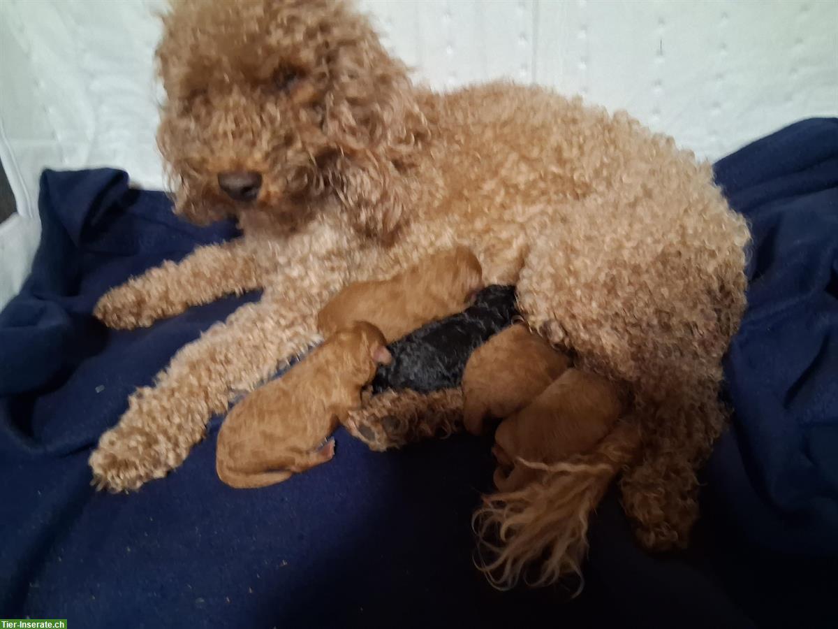 Mittelpudel Welpen, rot und schwarz