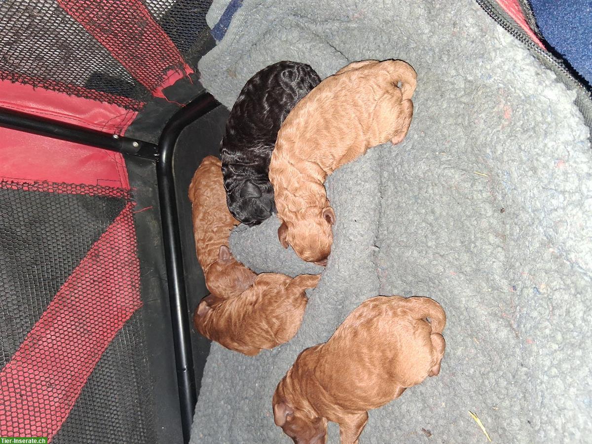 Bild 2: Mittelpudel Welpen, rot und schwarz