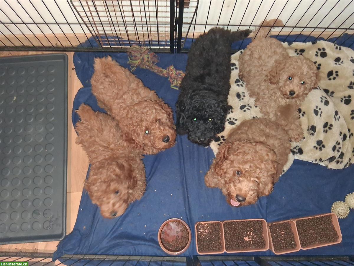 Bild 3: Mittelpudel Welpen, rot und schwarz