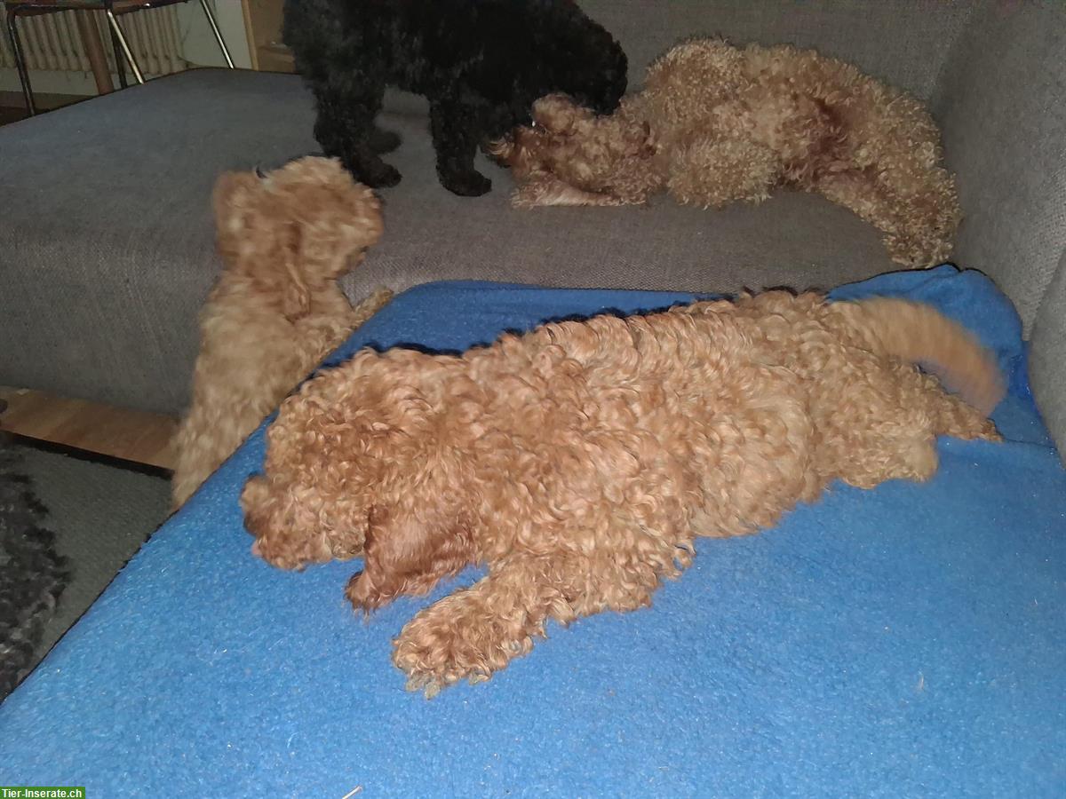 Bild 4: Mittelpudel Welpen, rot und schwarz