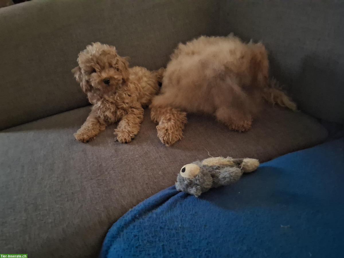 Bild 5: Mittelpudel Welpen, rot und schwarz