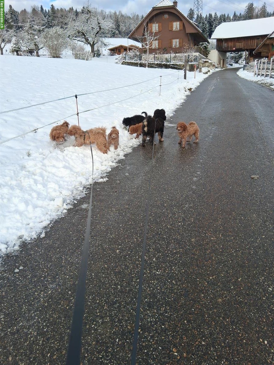 Bild 6: Mittelpudel Welpen, rot und schwarz