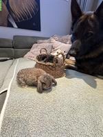 Zwergwidder Baby, Männchen