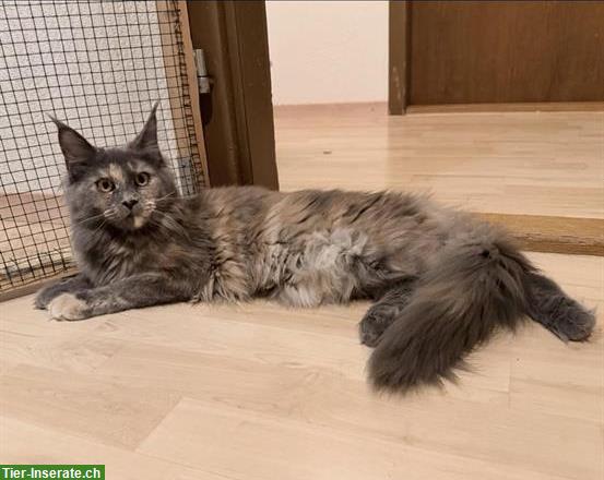 Maine Coon Girl (Blue Tortie White) mit Stammbaum