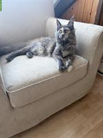 Maine Coon Girl (Blue Tortie White) mit Stammbaum