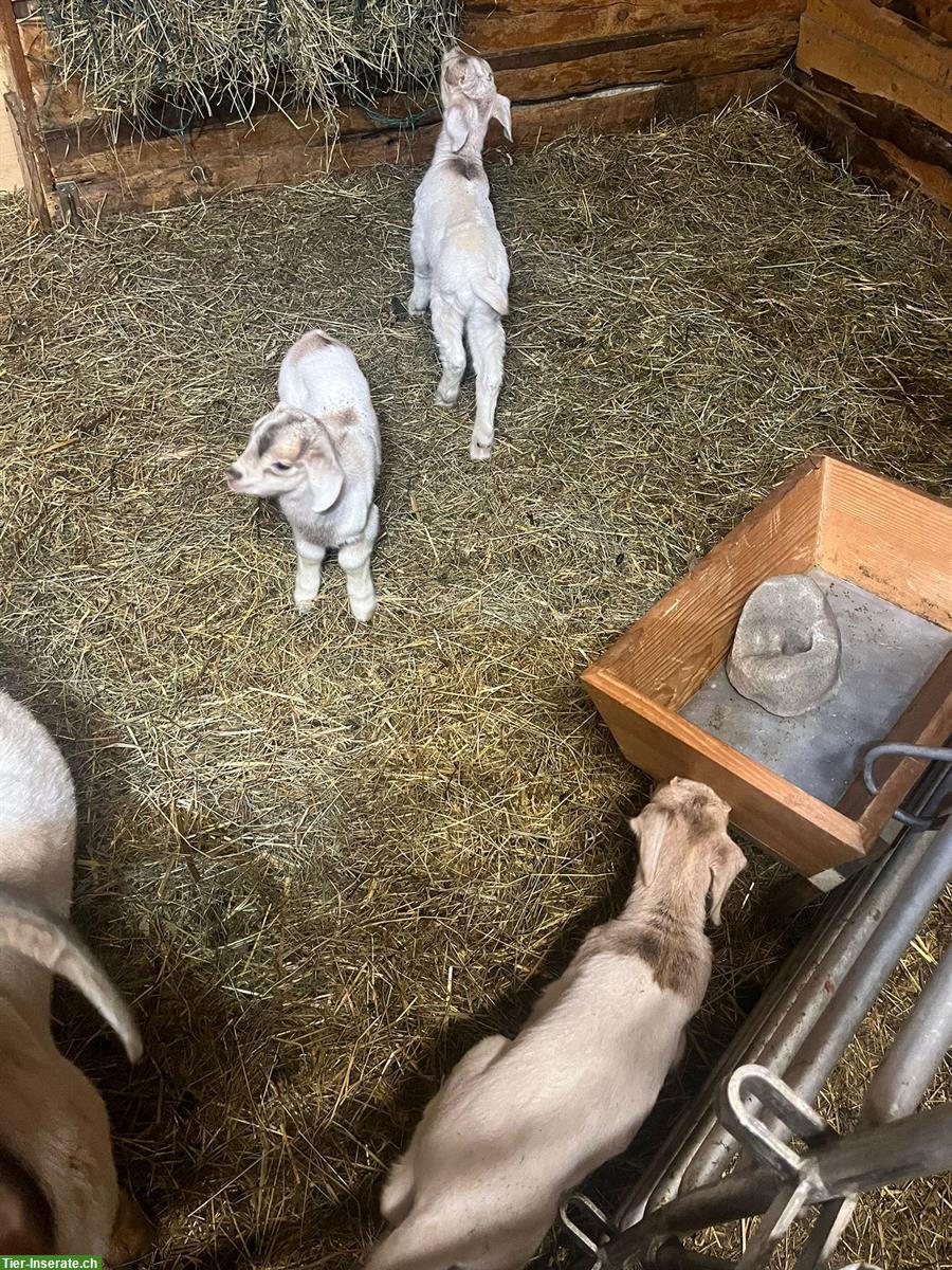 2 Burenziegen mit Papieren und 3 Gitzi