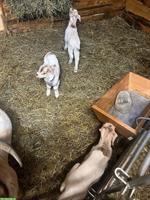 2 Burenziegen mit Papieren und 3 Gitzi