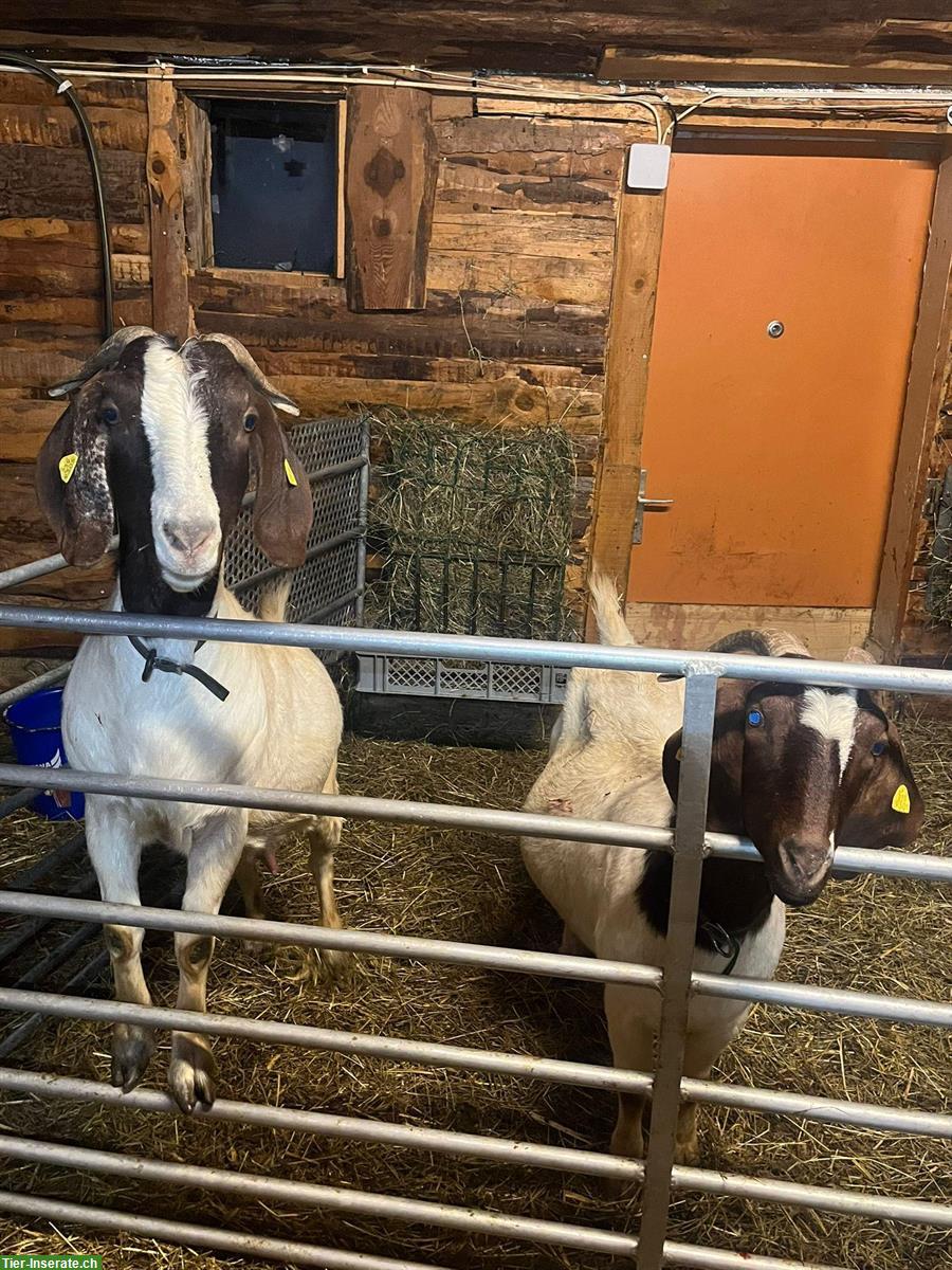 Bild 2: 2 Burenziegen mit Papieren und 3 Gitzi