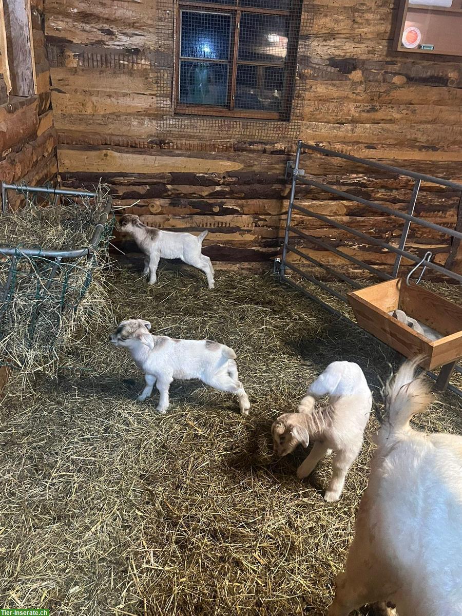 Bild 3: 2 Burenziegen mit Papieren und 3 Gitzi