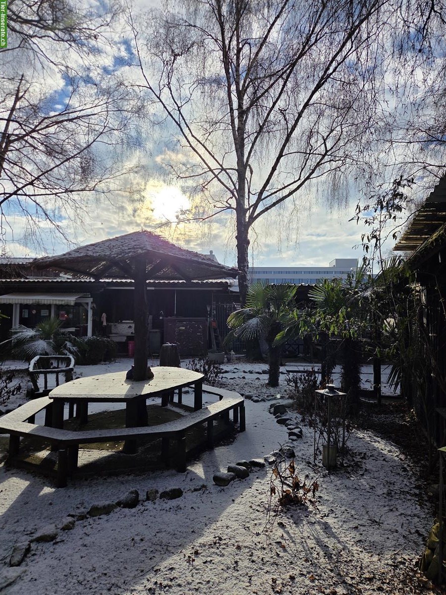 Bild 2: Tierpflege Praktikum 100%, Oberglatt ZH