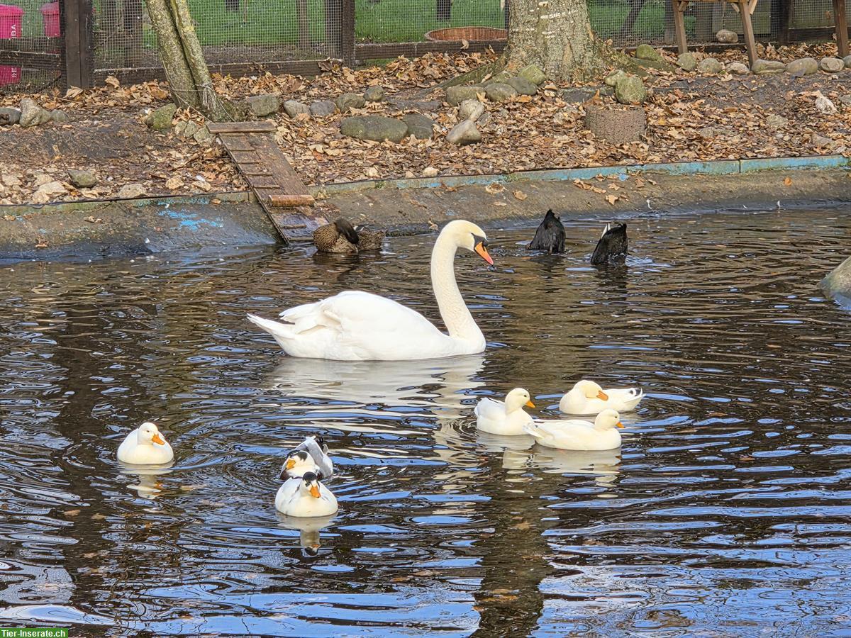 Bild 3: Tierpflege Praktikum 100%, Oberglatt ZH