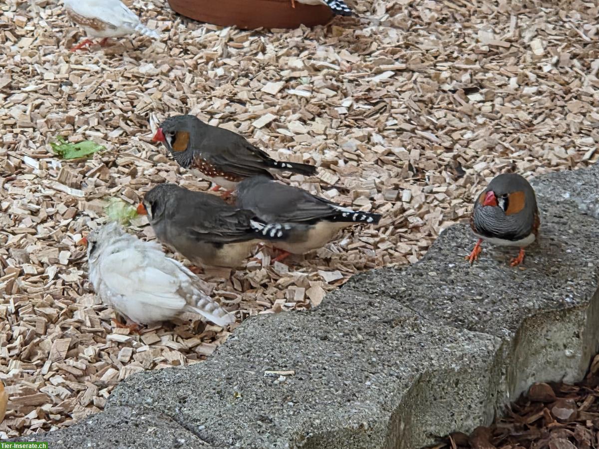 Bild 4: Tierpflege Praktikum 100%, Oberglatt ZH