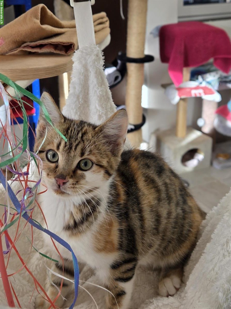 Bild 5: Tierpflege Praktikum 100%, Oberglatt ZH