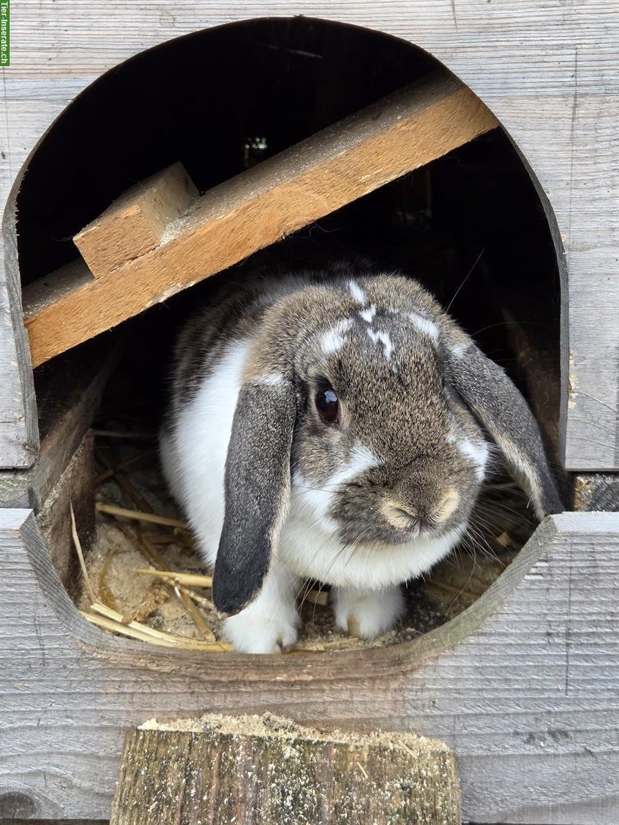 Bild 6: Tierpflege Praktikum 100%, Oberglatt ZH