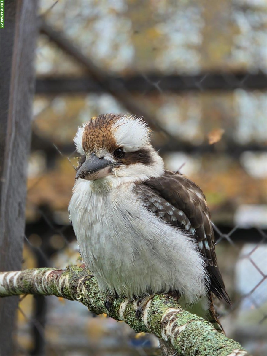 Bild 7: Tierpflege Praktikum 100%, Oberglatt ZH