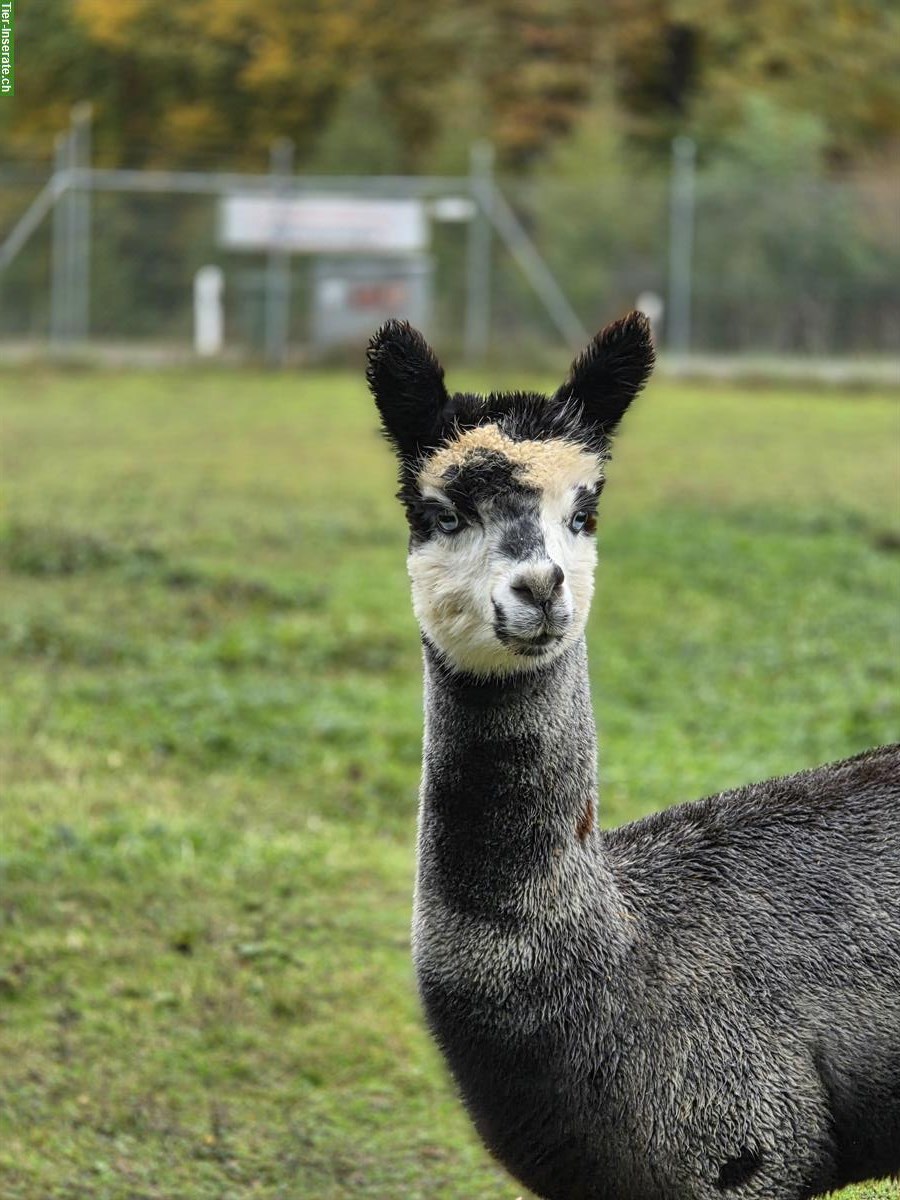 Bild 8: Tierpflege Praktikum 100%, Oberglatt ZH