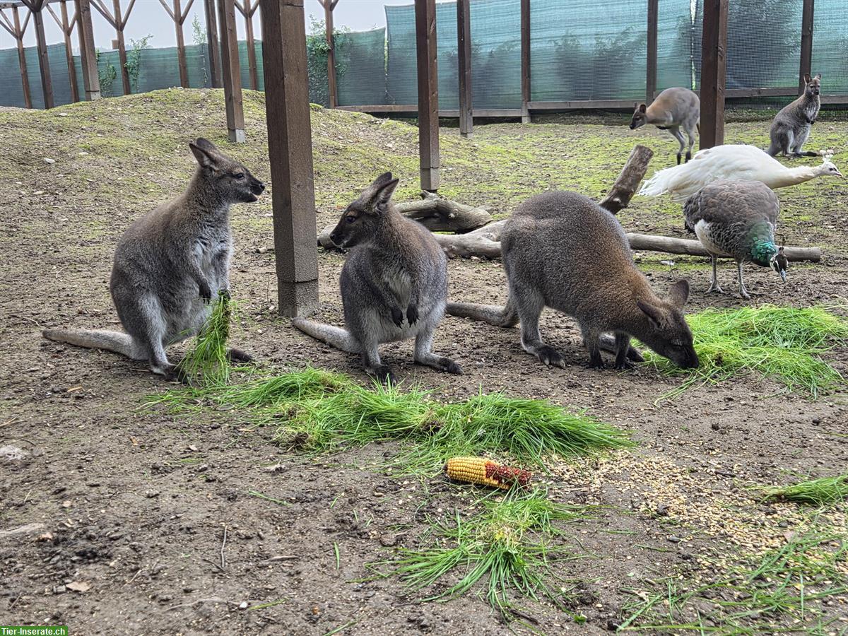 Bild 9: Tierpflege Praktikum 100%, Oberglatt ZH