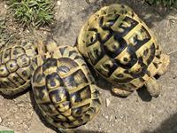 2 Griechischen Landschildkröten aus Aussenhaltung
