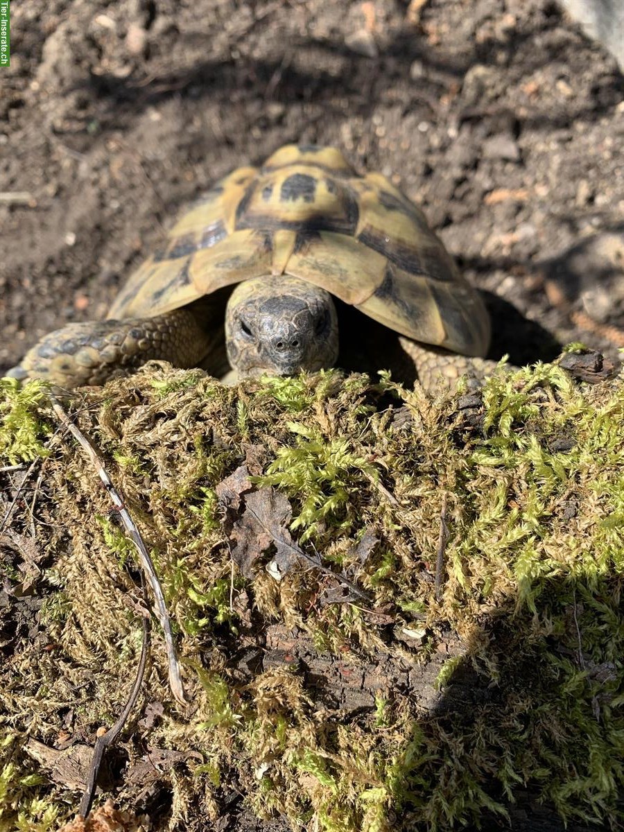 Bild 2: 2 Griechischen Landschildkröten aus Aussenhaltung