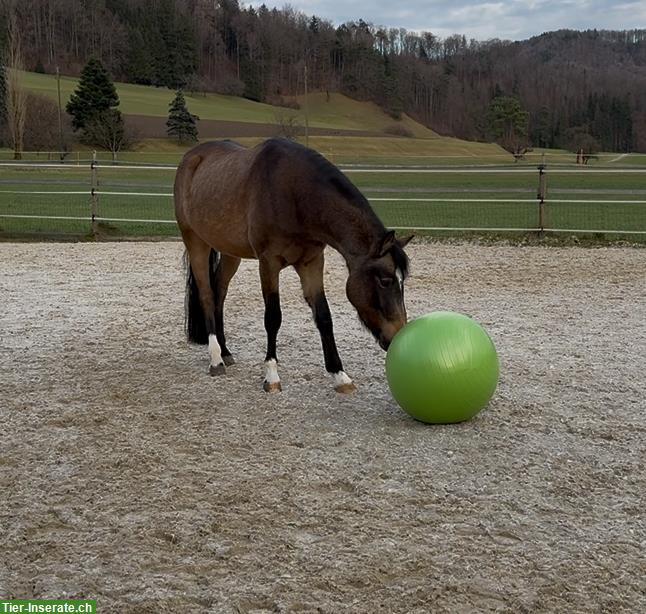 Toller Ponywallach 4-jährig sucht seinen Menschen