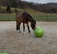 Toller Ponywallach 4-jährig sucht seinen Menschen