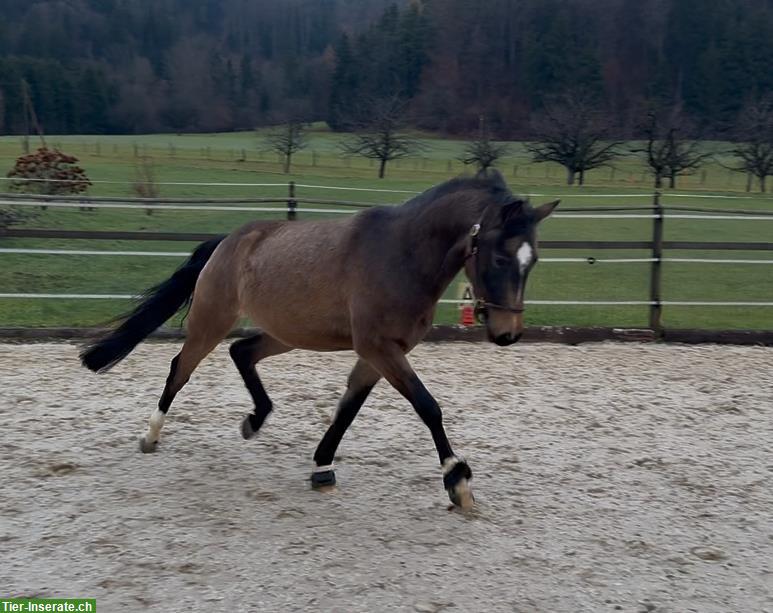 Bild 3: Toller Ponywallach 4-jährig sucht seinen Menschen