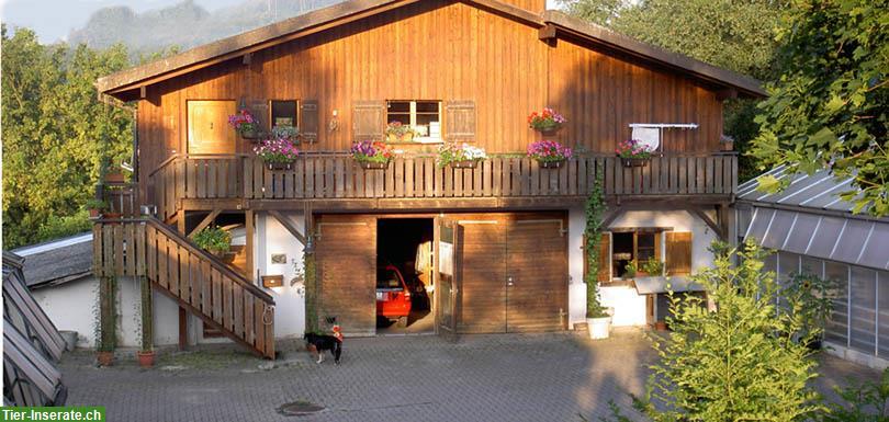 Biete Hundeferienplatz Röschenz für 2 bis 3 Hunde