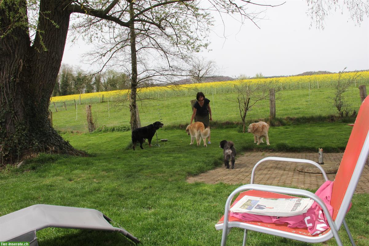 Bild 3: Biete Hundeferienplatz Röschenz für 2 bis 3 Hunde
