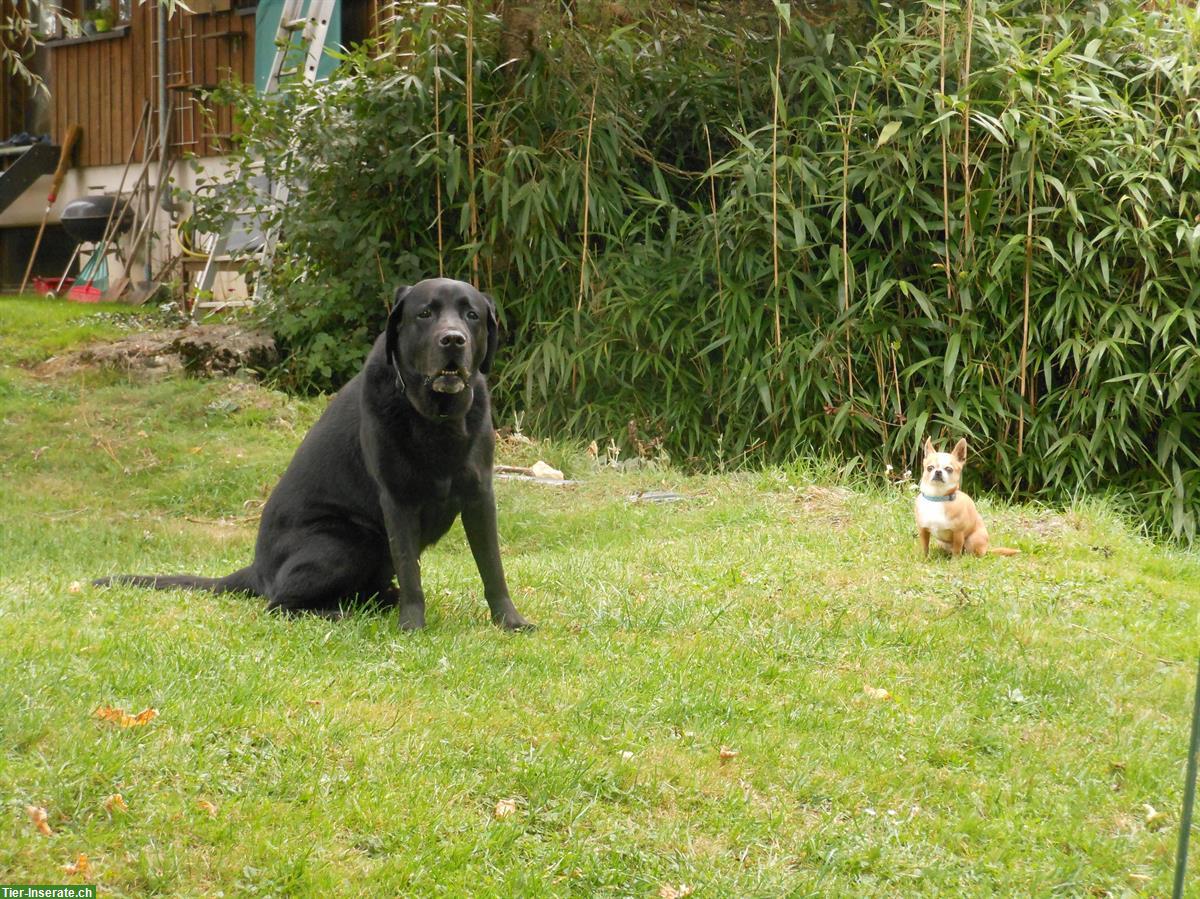 Bild 4: Biete Hundeferienplatz Röschenz für 2 bis 3 Hunde